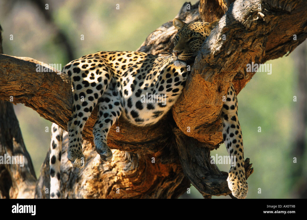 Leopard sleeping in a tree hi-res stock photography and images - Alamy