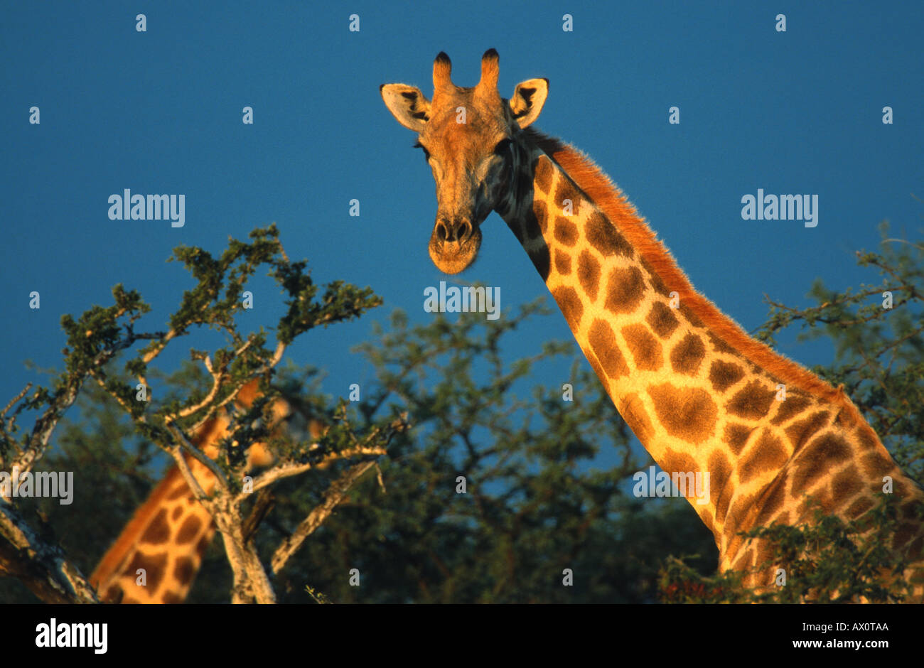 giraffe (Giraffa camelopardalis), portrait, Namibia Stock Photo