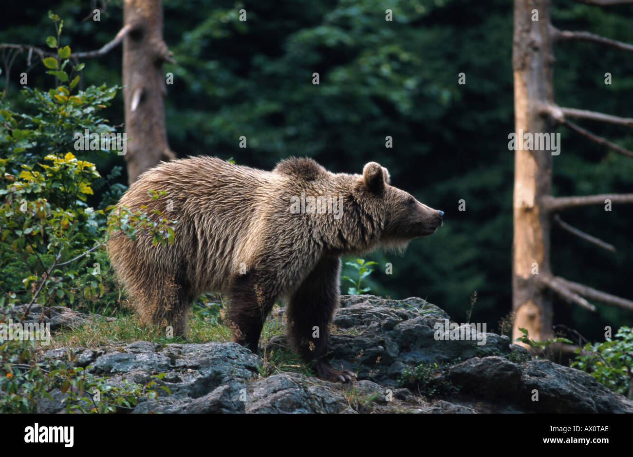 brown bear (Ursus arctos), side view, Germany Stock Photo - Alamy