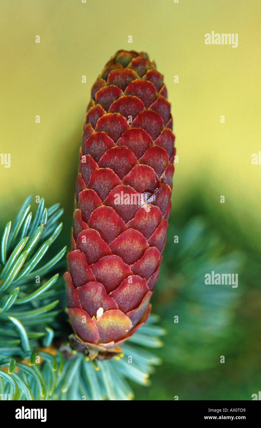 sitka spruce (Picea sitchensis), male cone, USA, Alaska, Lake Clark NP Stock Photo