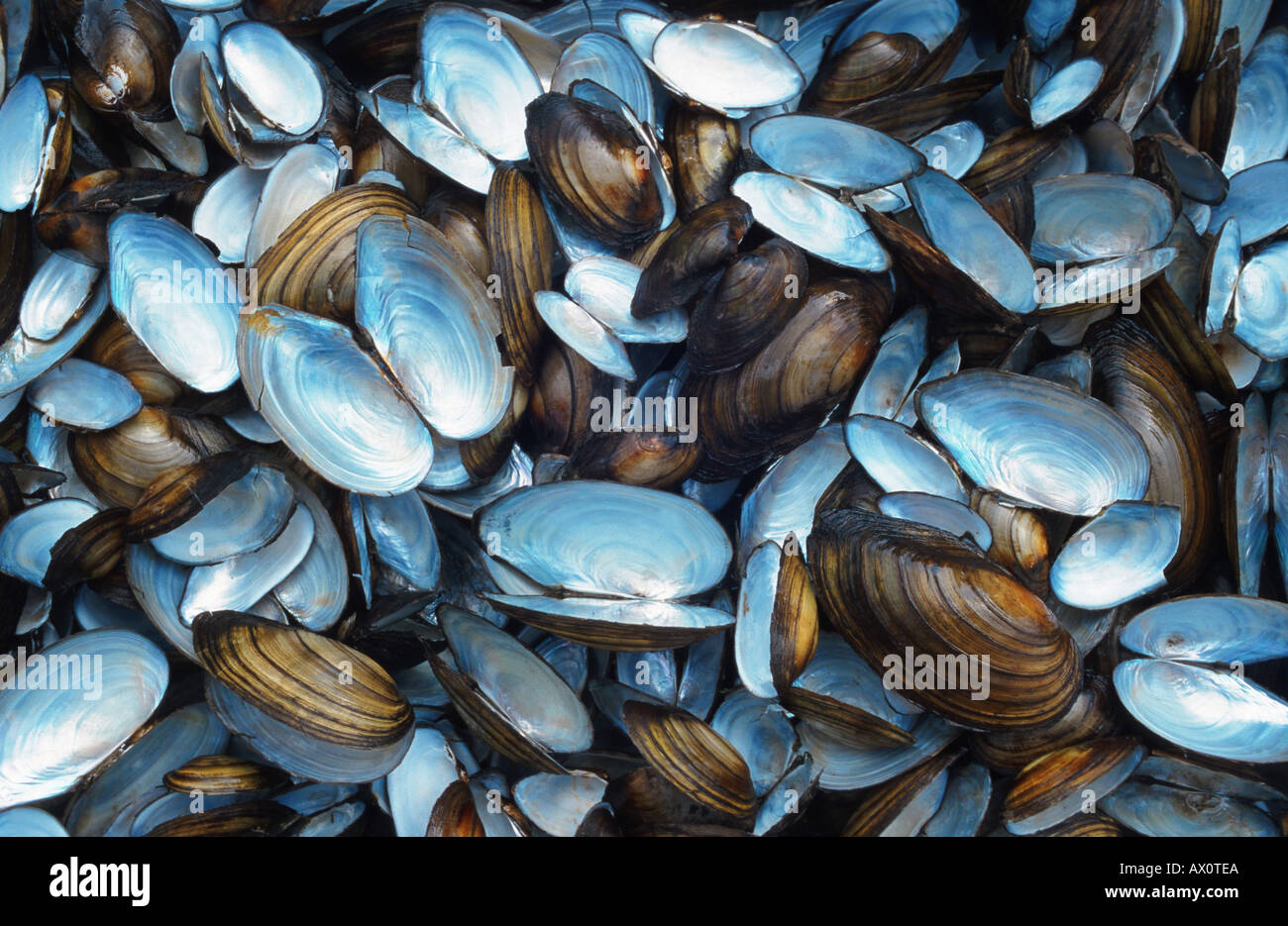 freshwater mussels, common pond mussels (Anodonta spec., Unio spec.), seashells, Germany, Brandenburg, Potsdam Stock Photo