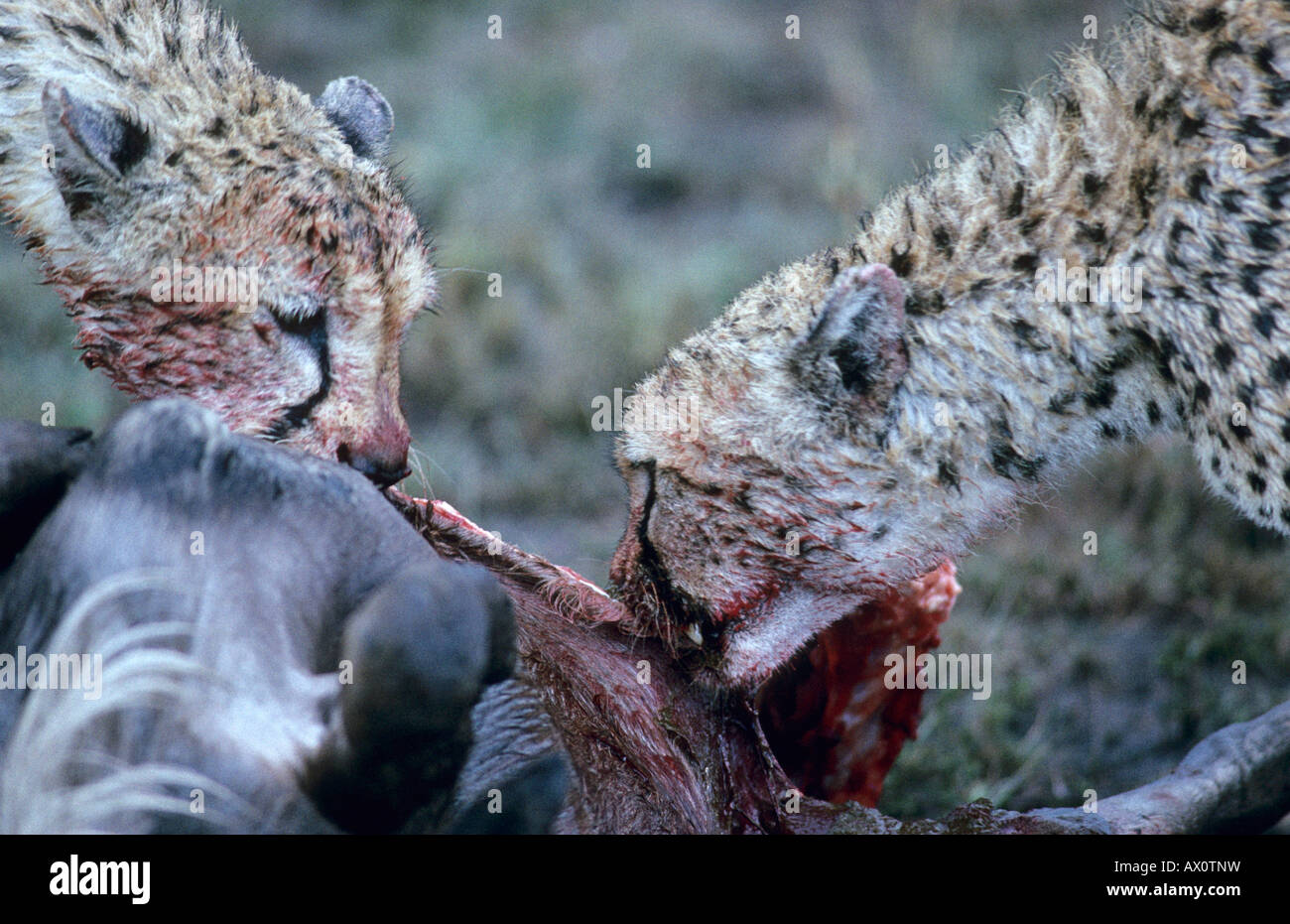 Two Cheetahs (Acinonyx jubatus) eating Stock Photo