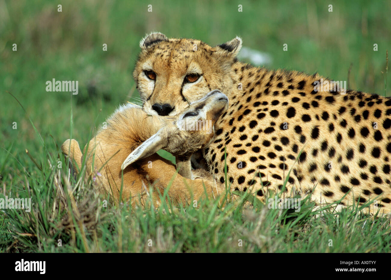 Cheetah (Acinonyx jubatus) with its prey Stock Photo