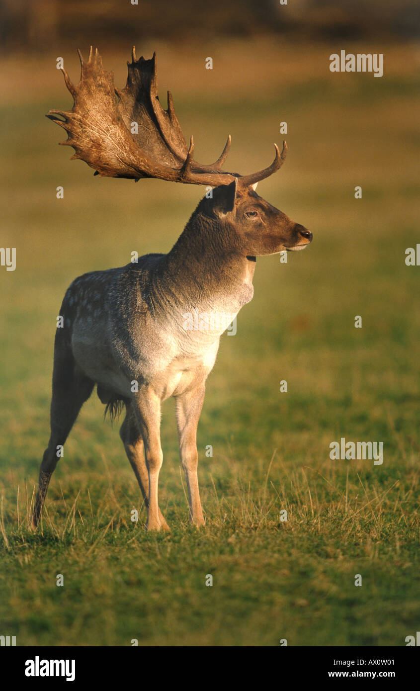 Whice hi-res stock photography and images - Alamy