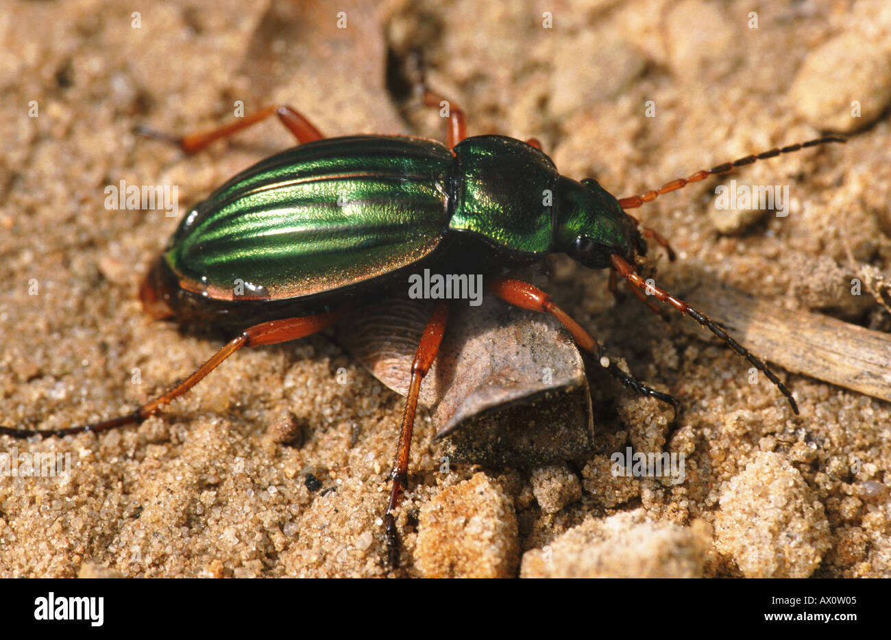 golden ground beetle, gilt ground beetle (Carabus auratus), Germany, Brandenburg Stock Photo