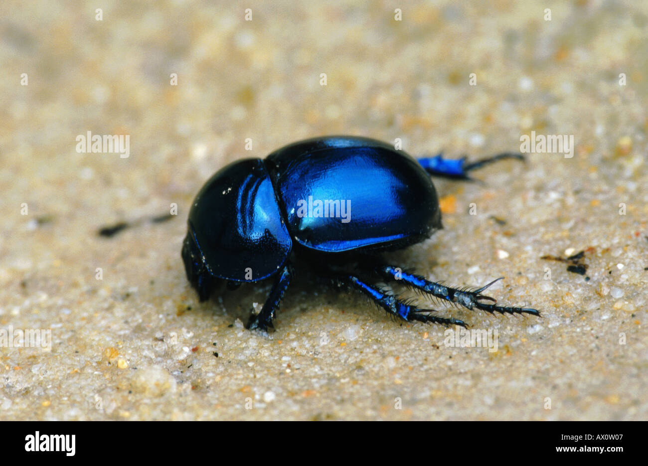 springtime dung beetle (Trypocopris vernalis), drinking, Germany, Brandenburg, Potsdam Stock Photo