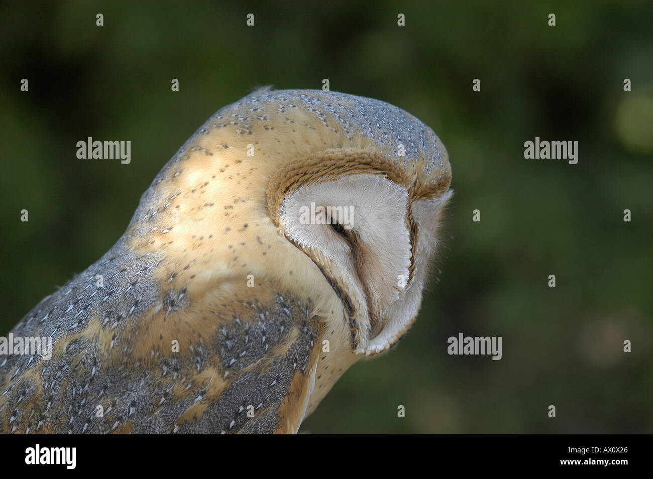 Barn Owl Tyto Alba Aragon Spain Kike Calvo Visual Written Bird