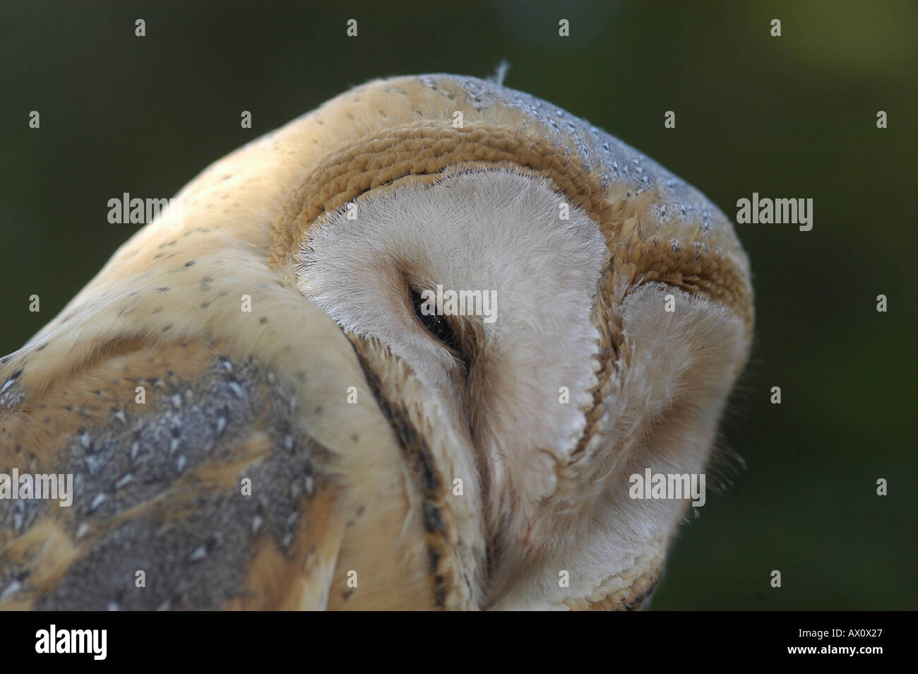 Barn Owl Tyto Alba Aragon Spain Kike Calvo Visual Written Bird