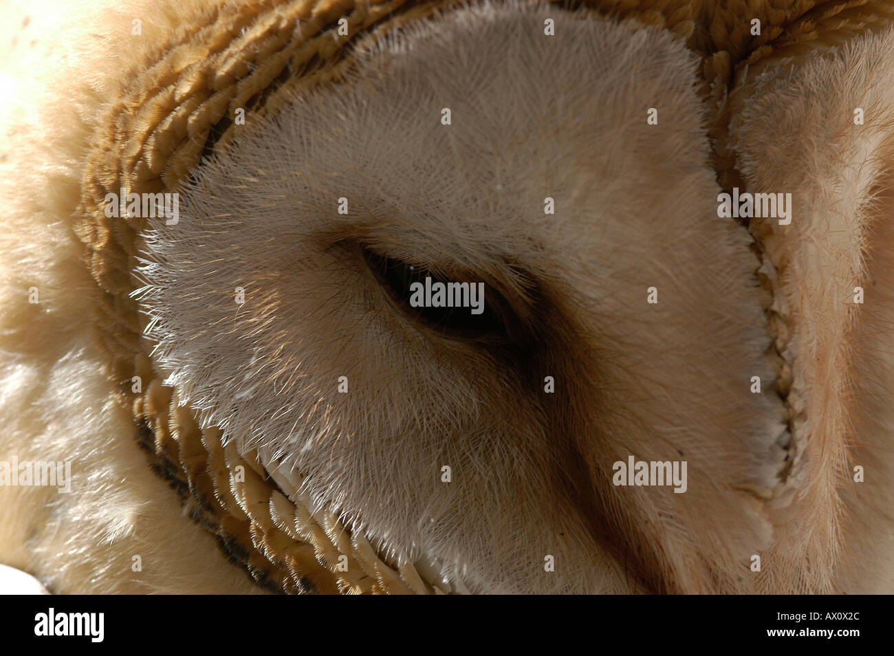 Barn Owl Tyto Alba Aragon Spain Kike Calvo Visual Written Bird