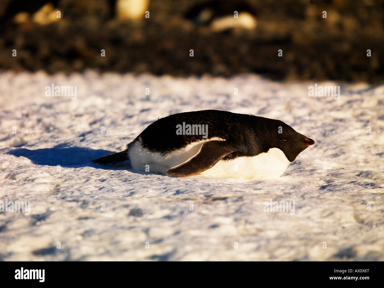 Sleeping Adélie Penguin (Pygoscelis adeliae) on Franklin Island, Antarctica Stock Photo