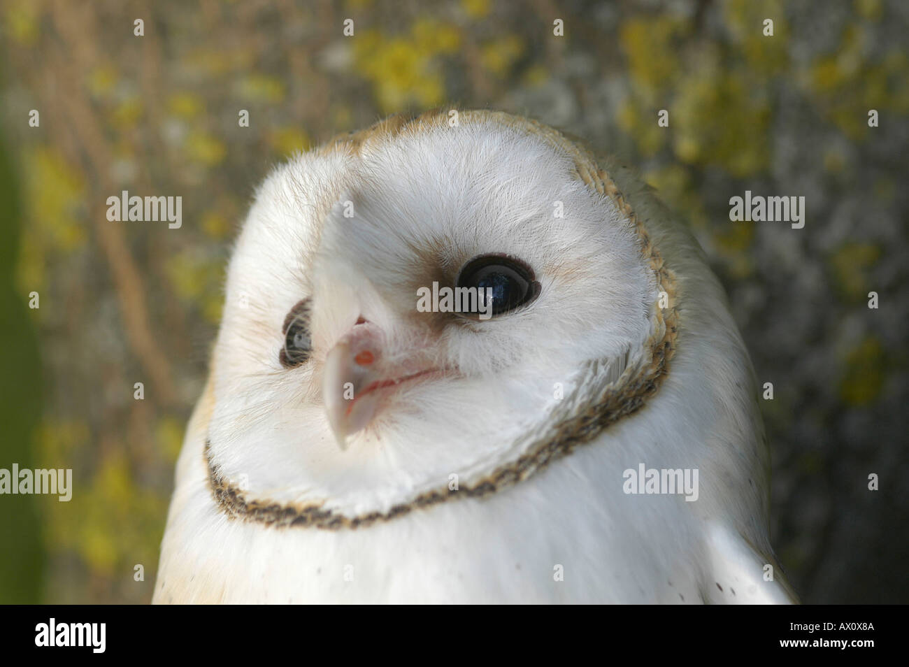 Barn Owl Tyto Alba Aragon Spain Kike Calvo Visual Written Bird