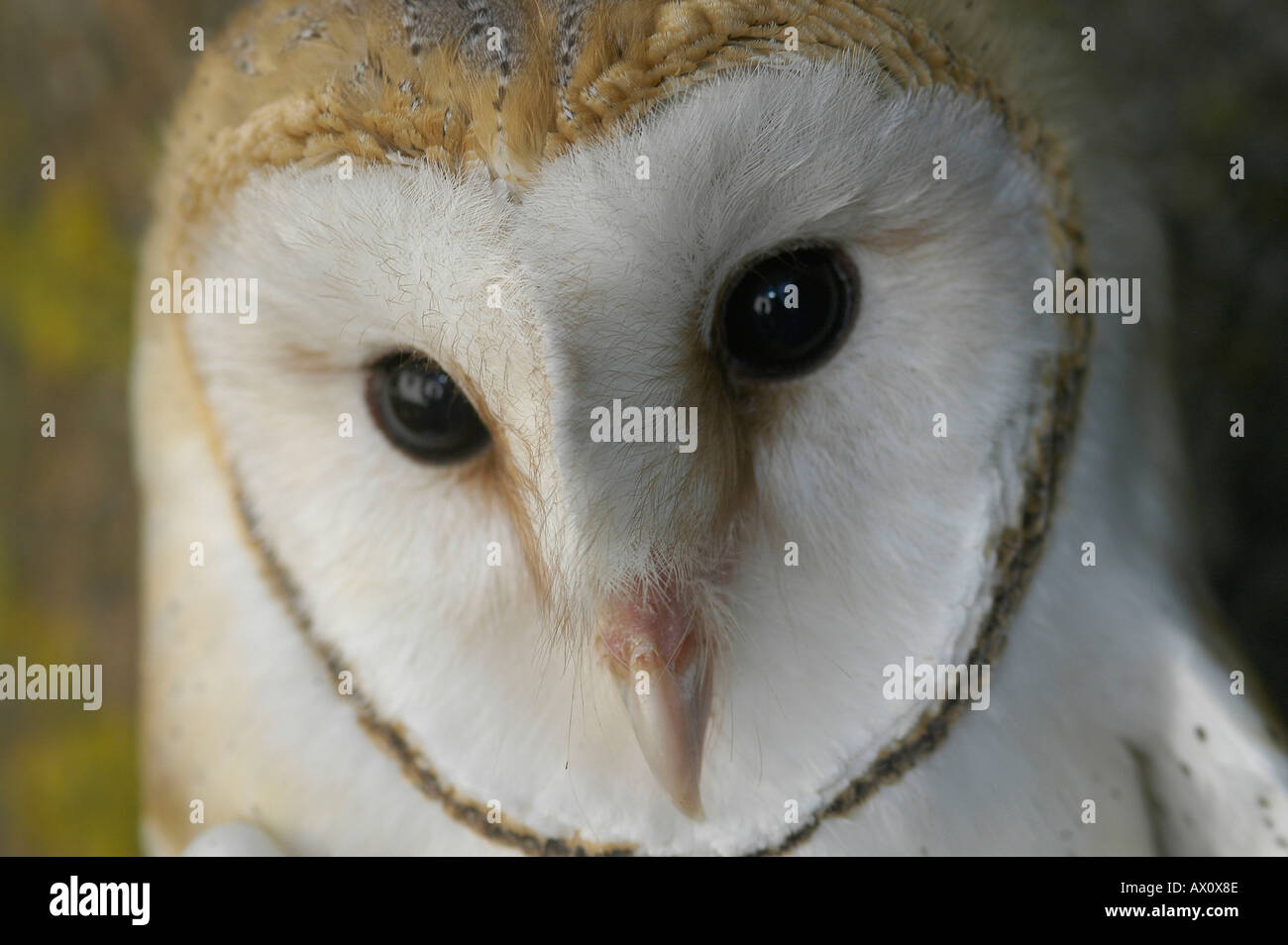 Barn Owl Tyto Alba Aragon Spain Kike Calvo Visual Written Bird