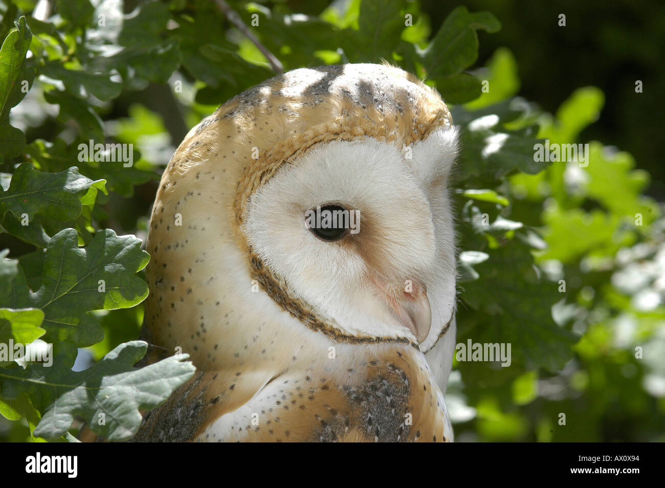 Barn Owl Tyto Alba Aragon Spain Kike Calvo Visual Written Bird