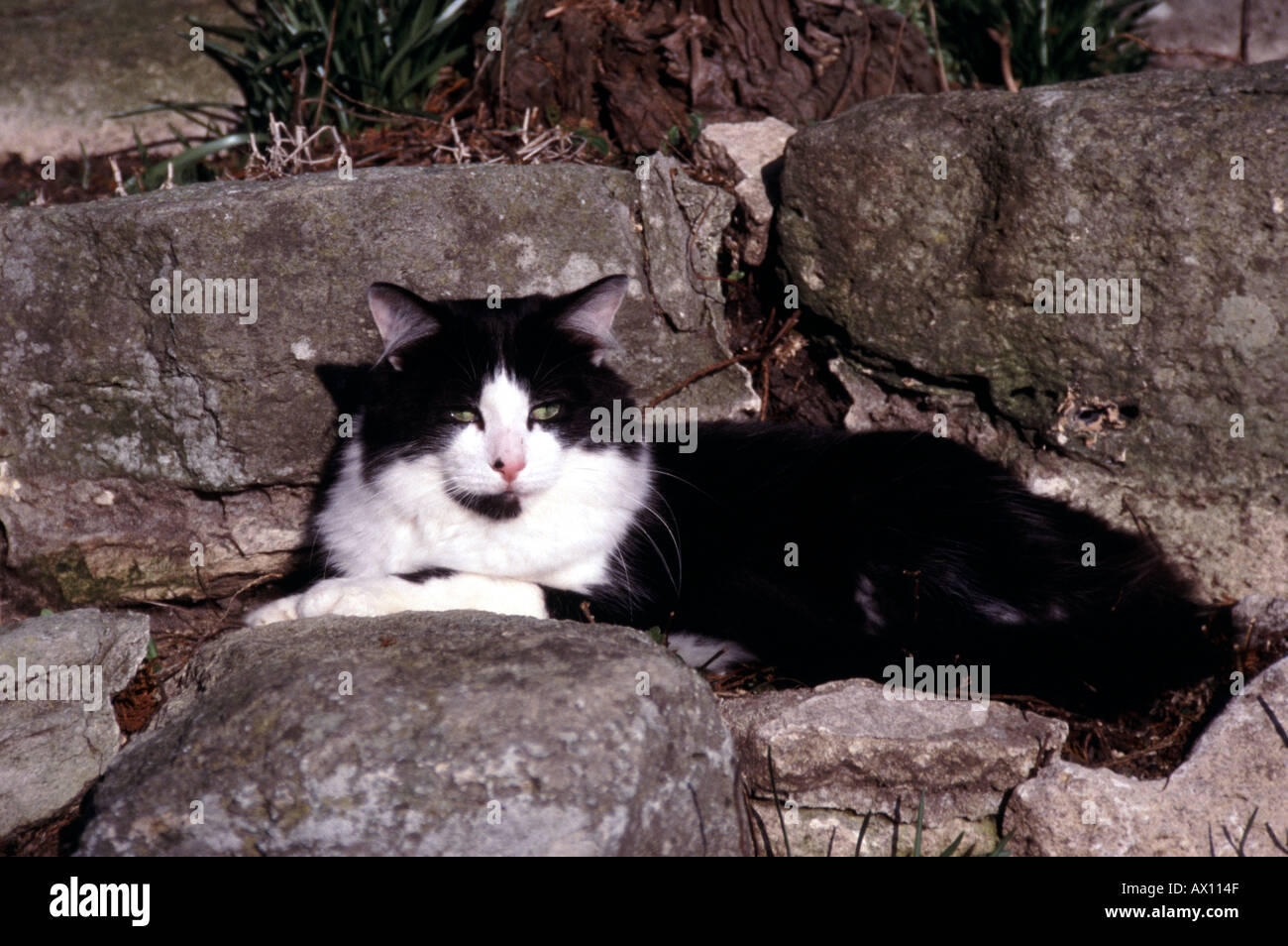 Black and white cat resting on rockery boulders Stock Photo - Alamy