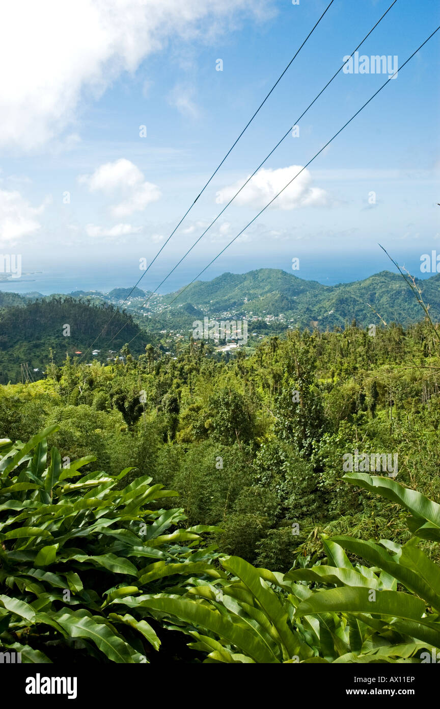 Electric Power Cables over the Rainforest, Grenada Stock Photo Alamy