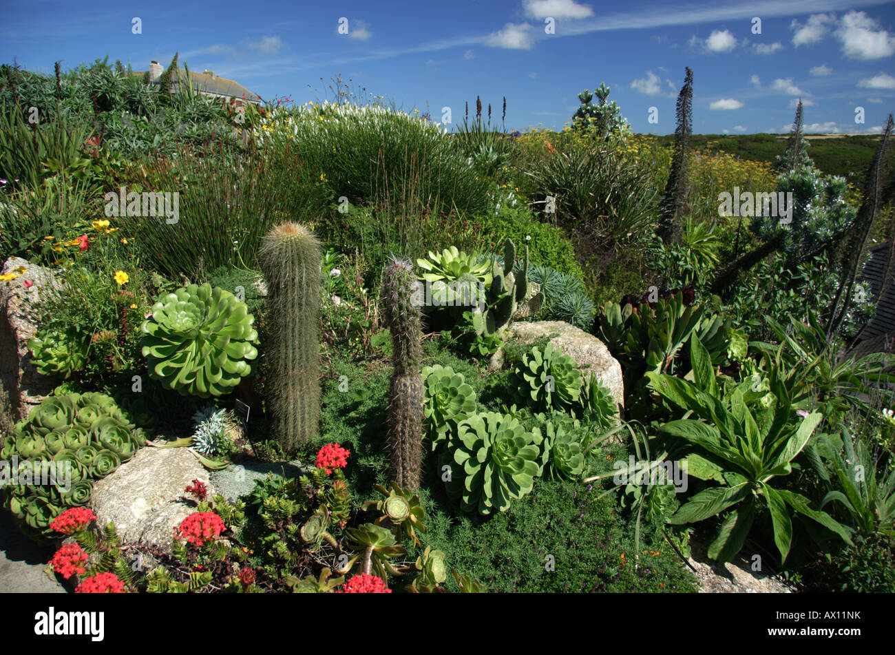 Sub tropical plants in the gardens of the famous out door Minack