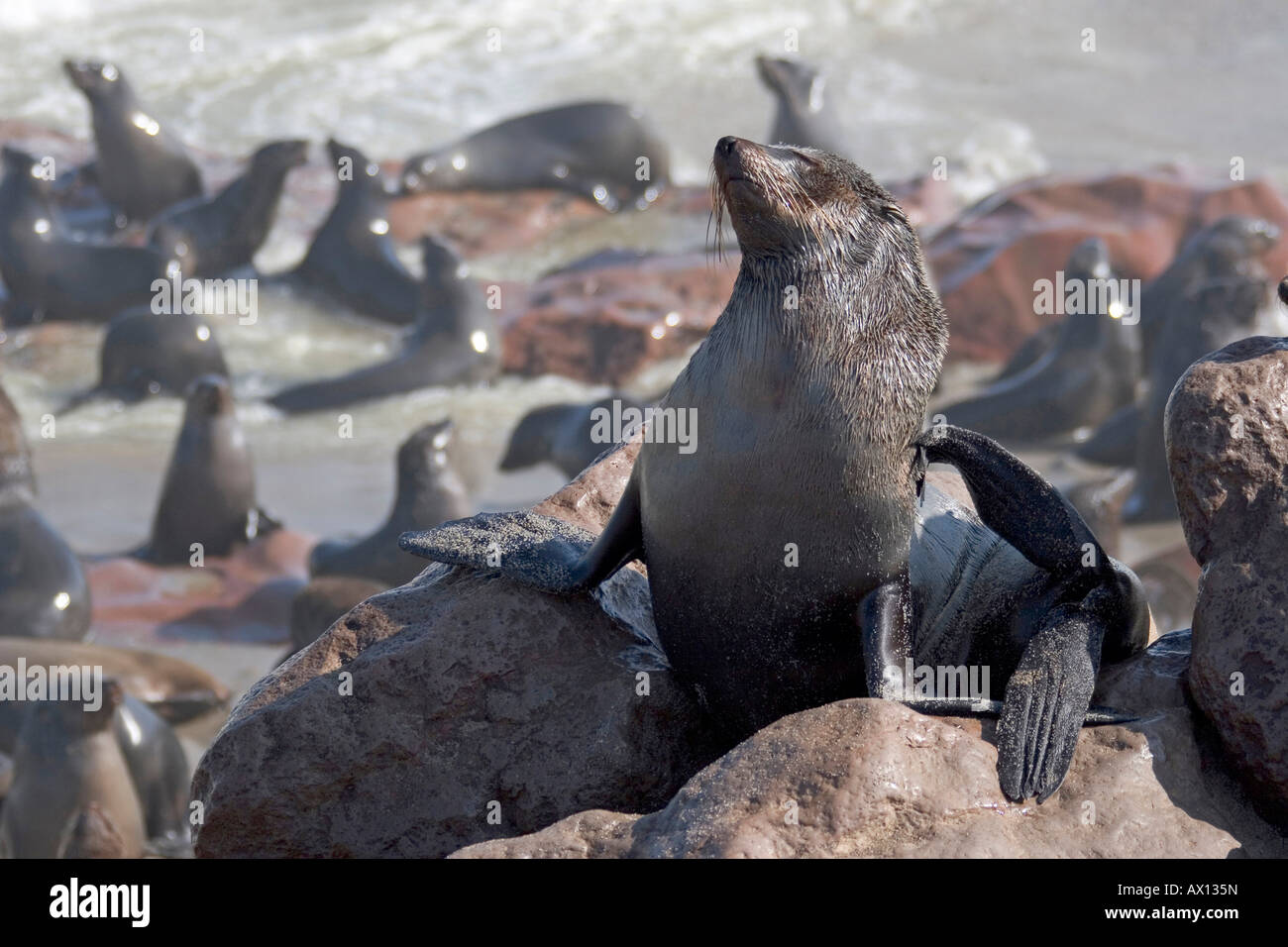 Cape Fur Seal (Arctocephalus pusillus), scratching, Cape Cross, Atlantic coast, Namibia Stock Photo