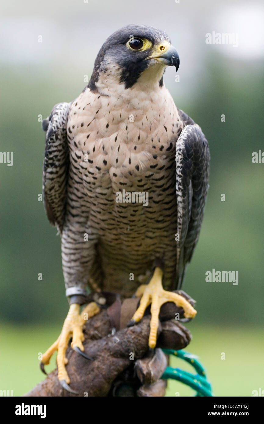 wildbird peregrine sling