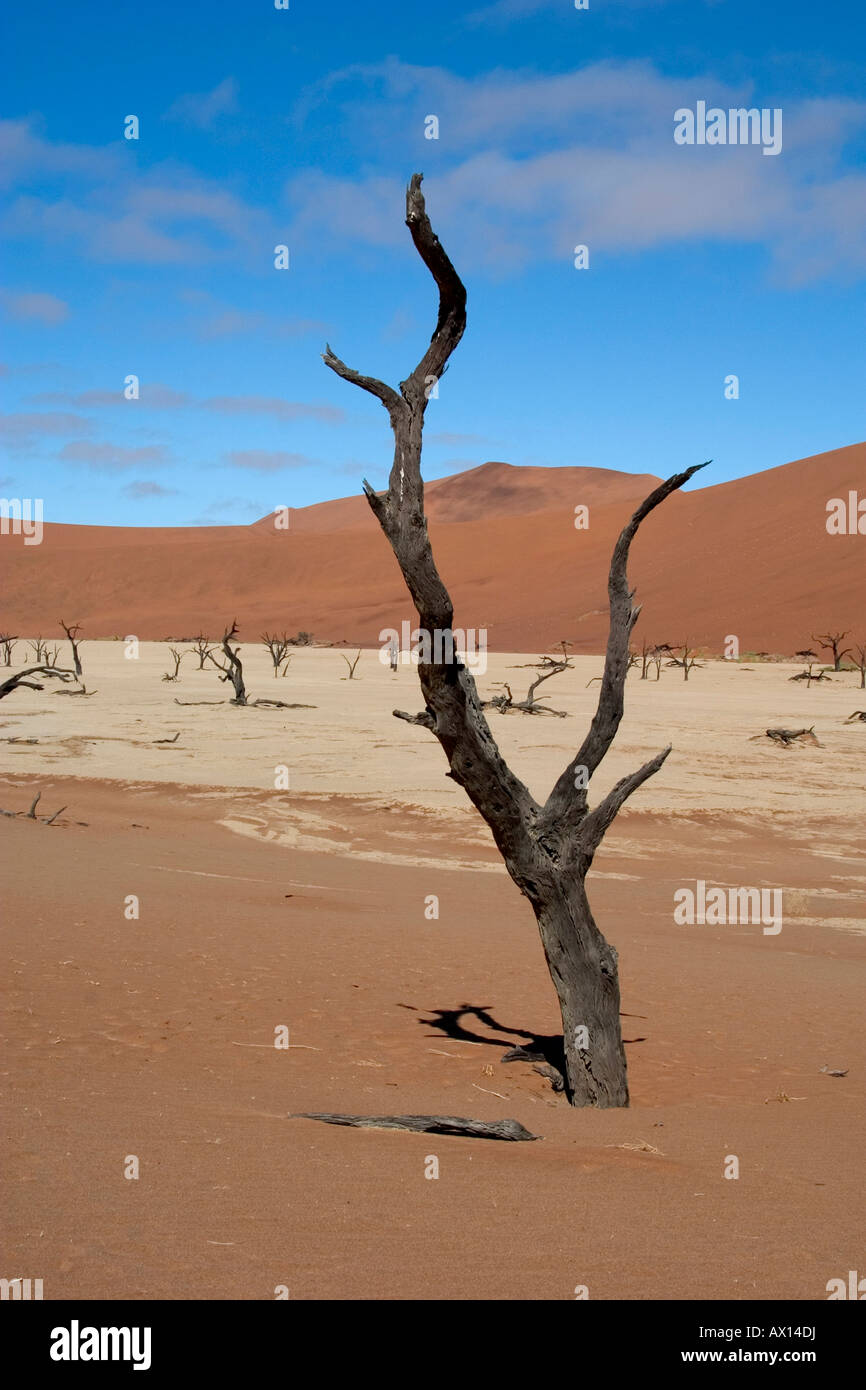 Dried-out, dead Acacia Trees, Deadvlei, Namibia, Africa Stock Photo