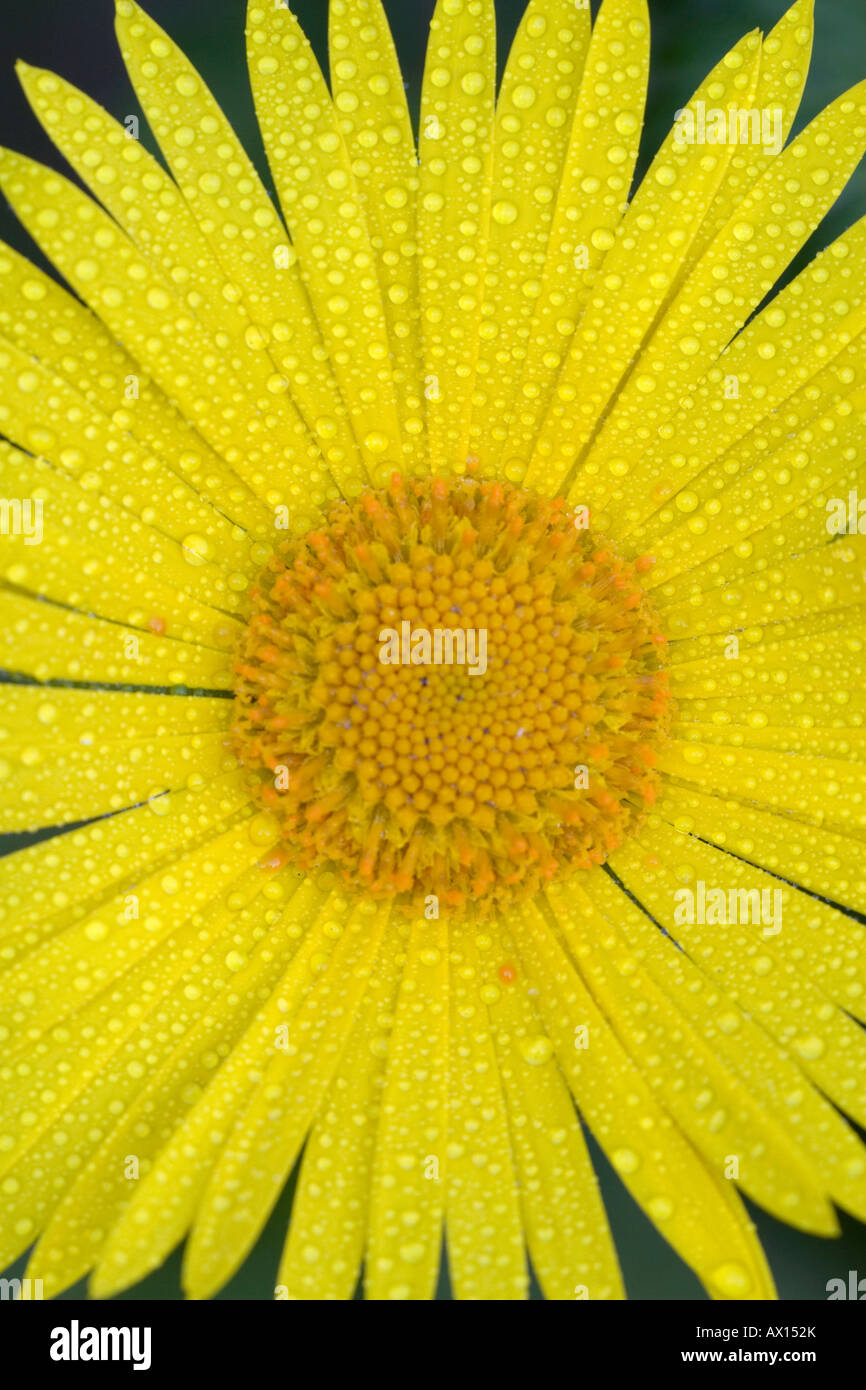 Detail shot of a garden flower, Vulkaneifel, Germany, Europe Stock Photo