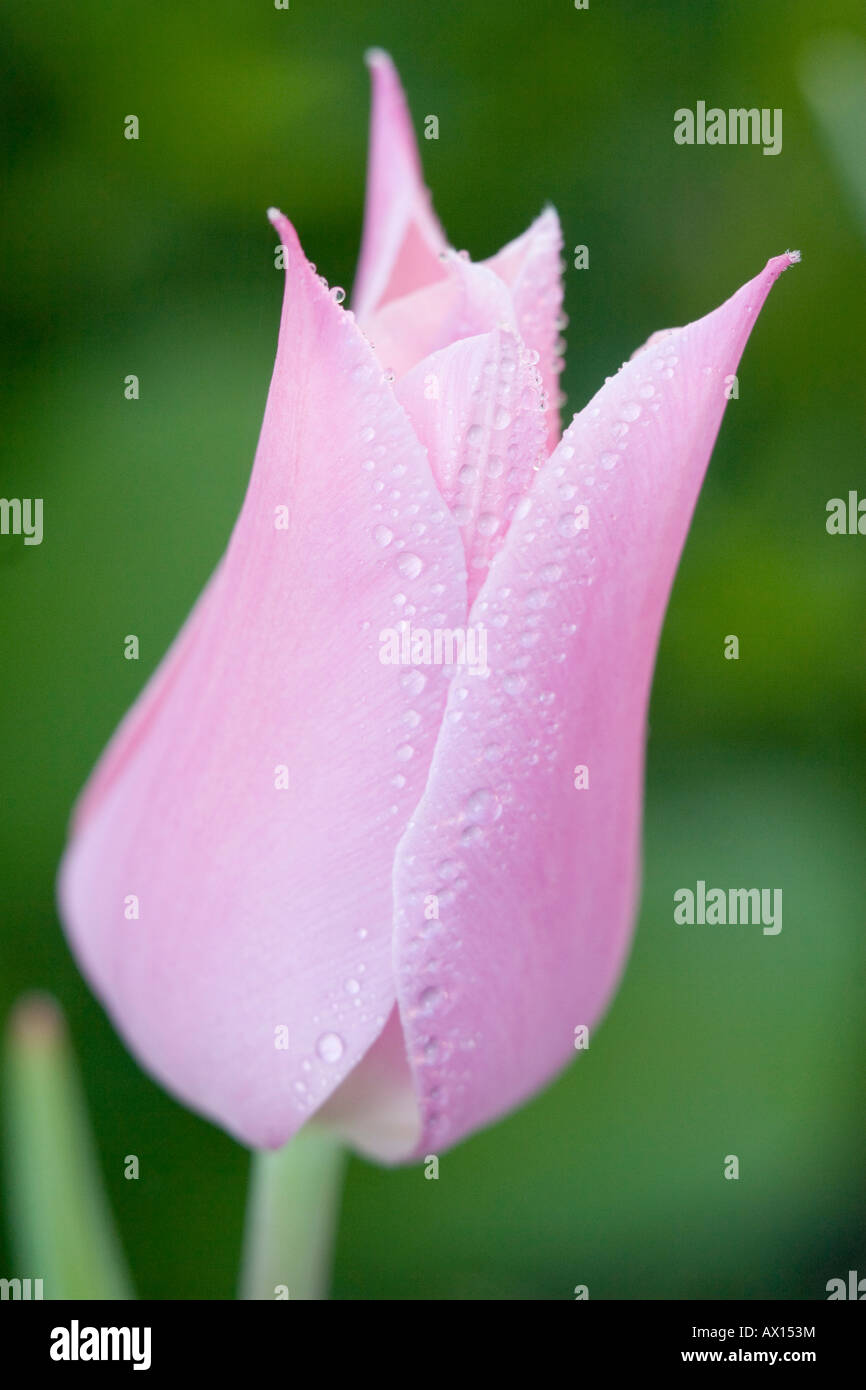 Detail shot of a star tulip, Vulkaneifel, Germany, Europe Stock Photo