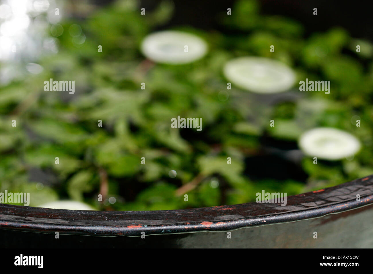 plant floated on water surface Stock Photo Alamy