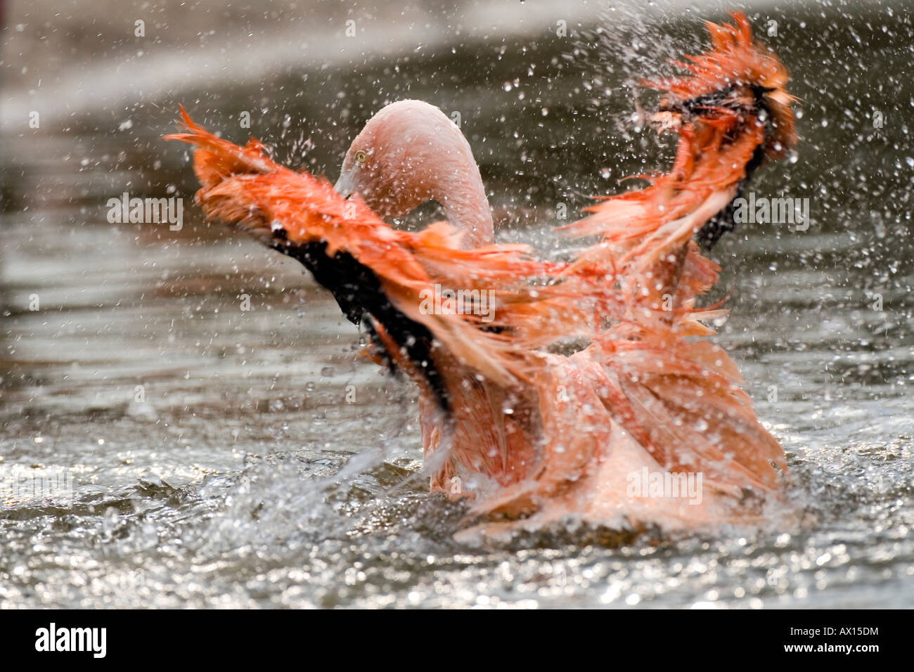 Chilean Flamingo (Phoenicopterus chilensis) in water, Rheine Zoo, North-Rhine Westphalia, Germany, Europe Stock Photo