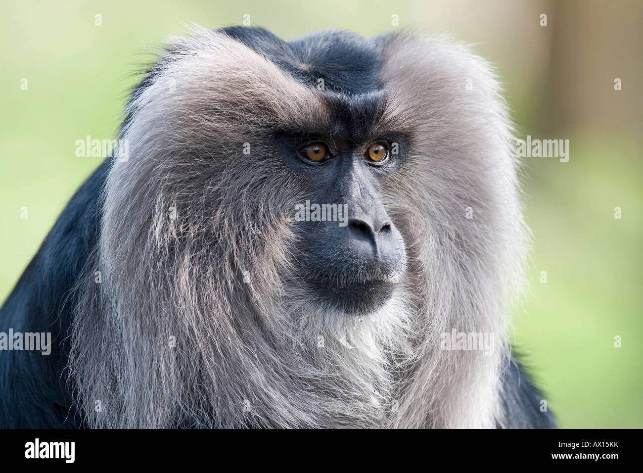 Lion Tailed Macaque MyMemories Photo Post 11 Photos Of Lion lion-tailed-macaque-mymemories-photo-post-11-photos-of-lion