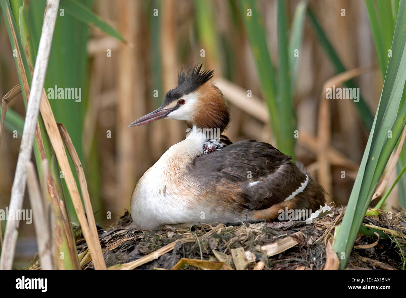 Geschlupfte High Resolution Stock Photography and Images - Alamy