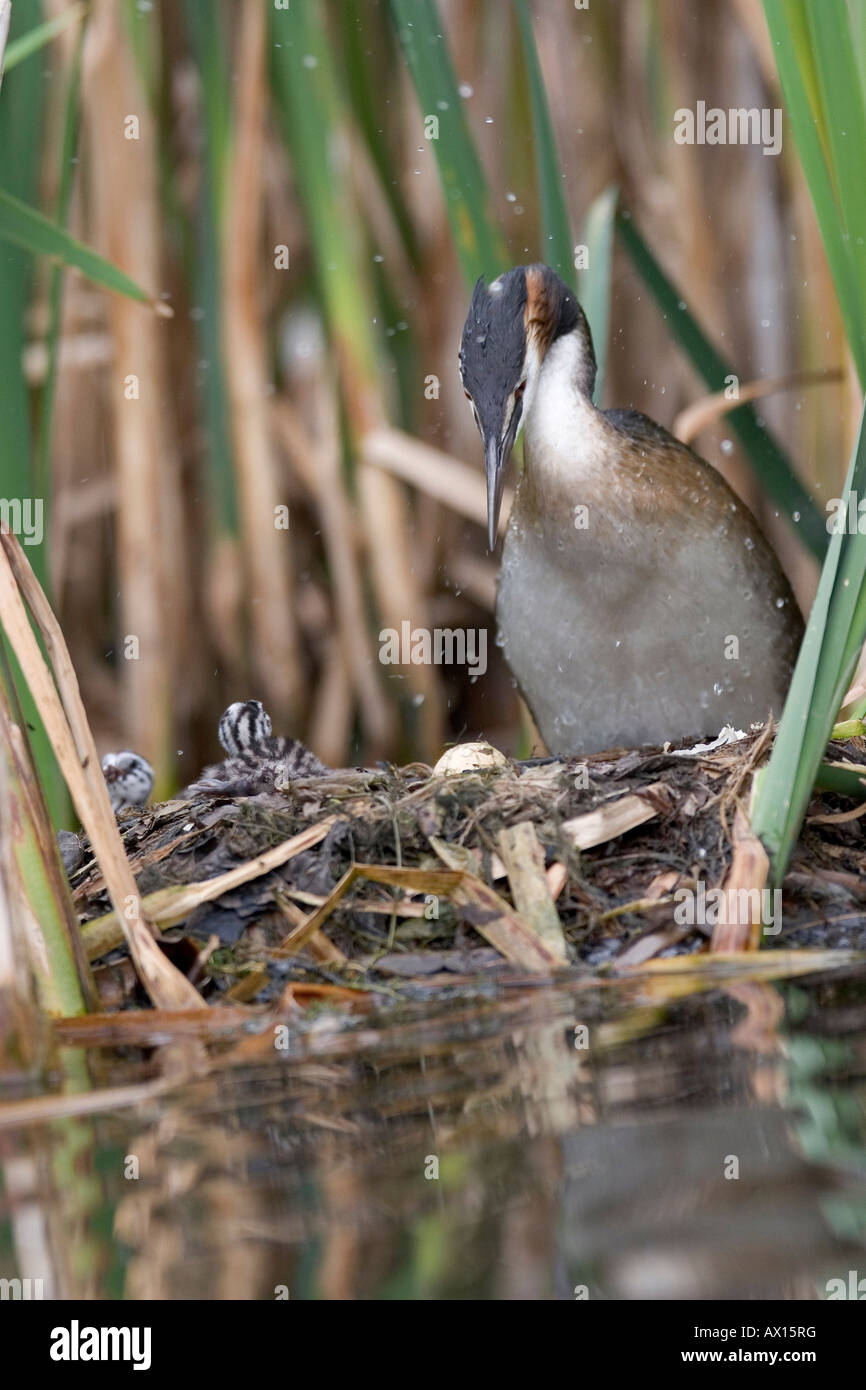 Great Crested Grebe (Podiceps cristatus) standing on nest, with three ...