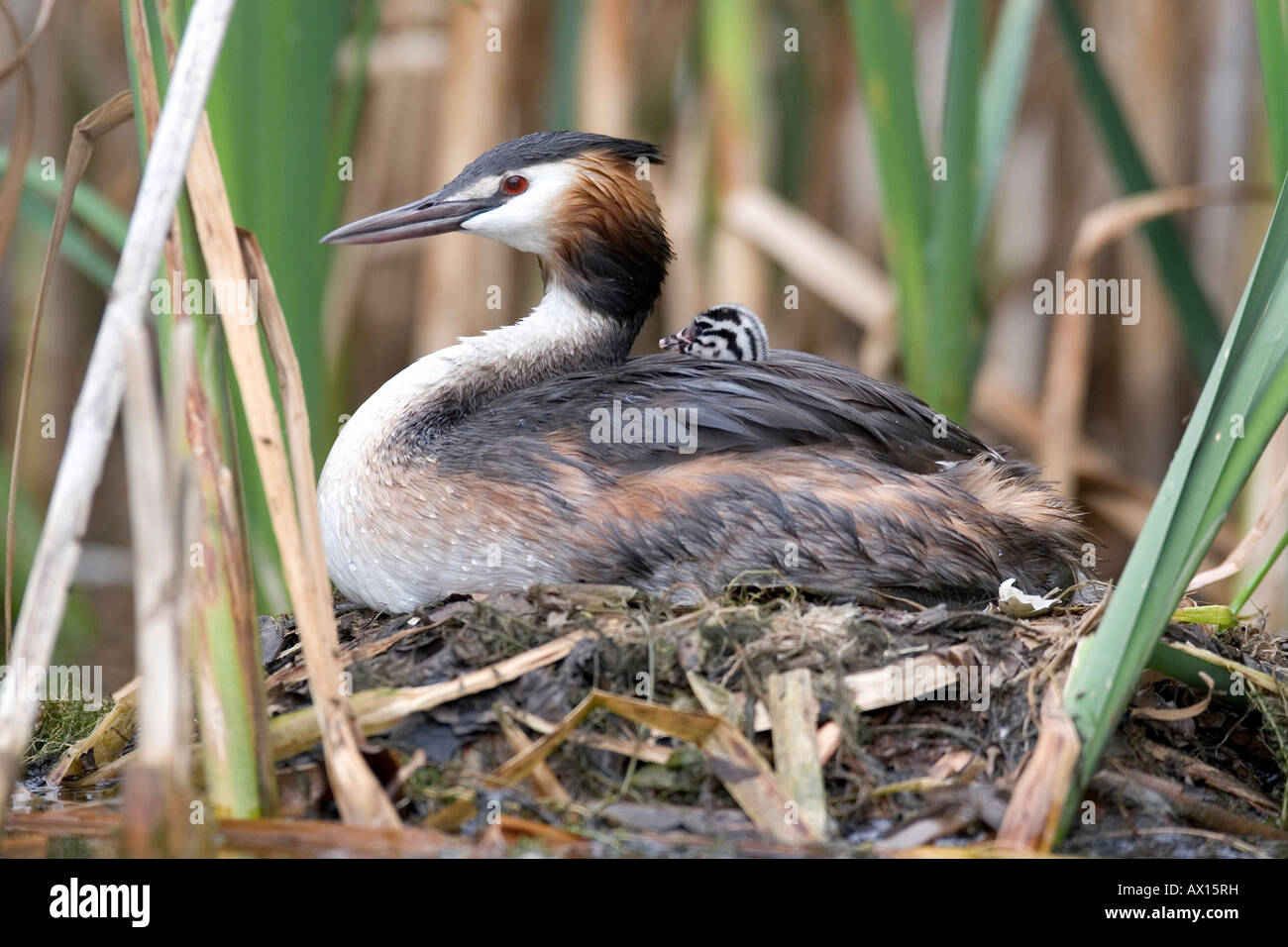 Geschlupfte High Resolution Stock Photography and Images - Alamy