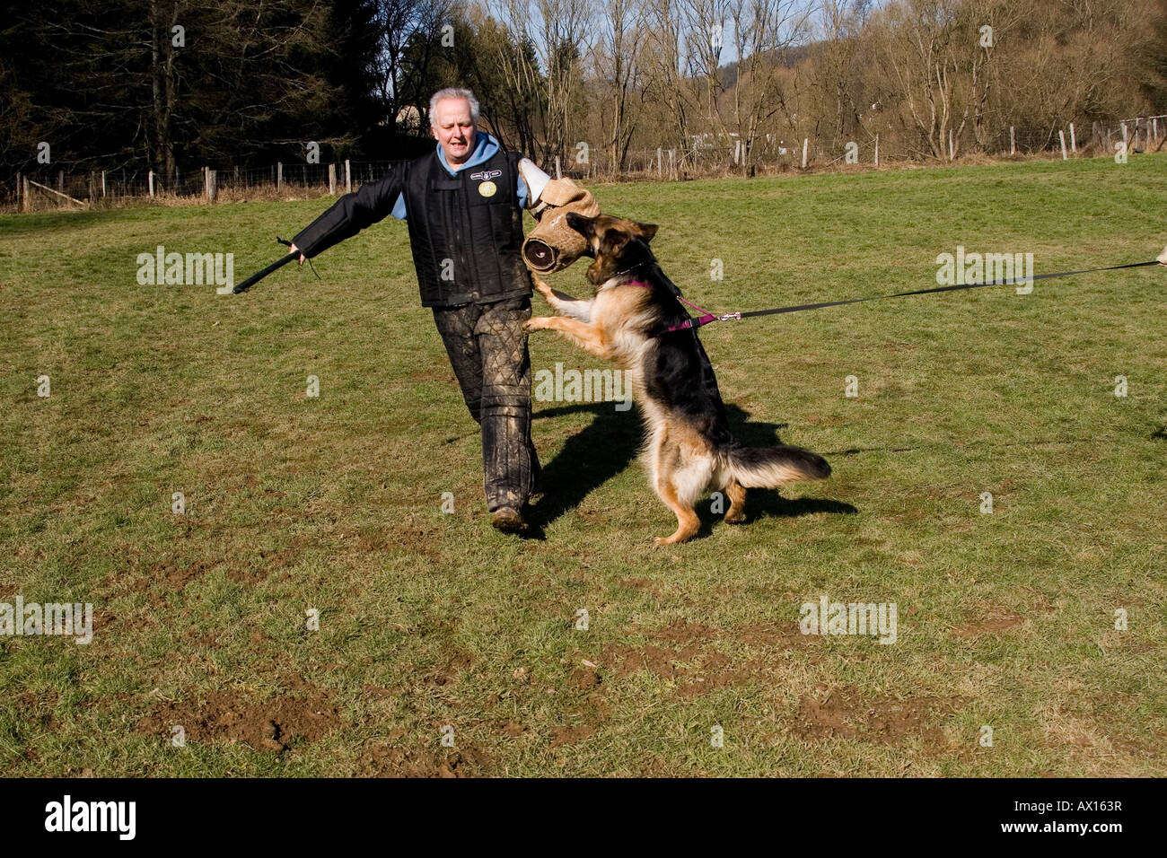 Man training a German shepherd dog in protective behavior in Daun