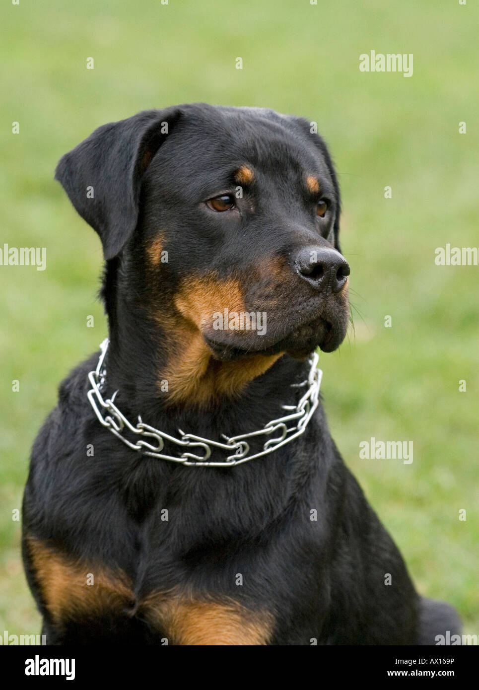 Rottweiler portrait Stock Photo