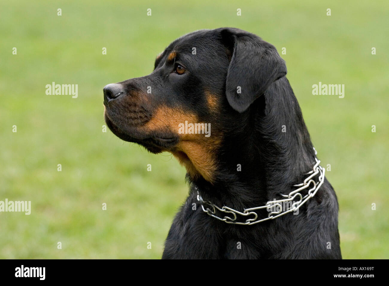 Rottweiler portrait, head shot Stock Photo