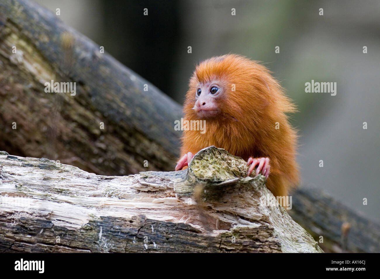 Golden Lion Tamarin or Golden Marmoset (Leontopithecus rosalia), Monkey Zoo, Apenheul, Netherlands, Europe Stock Photo