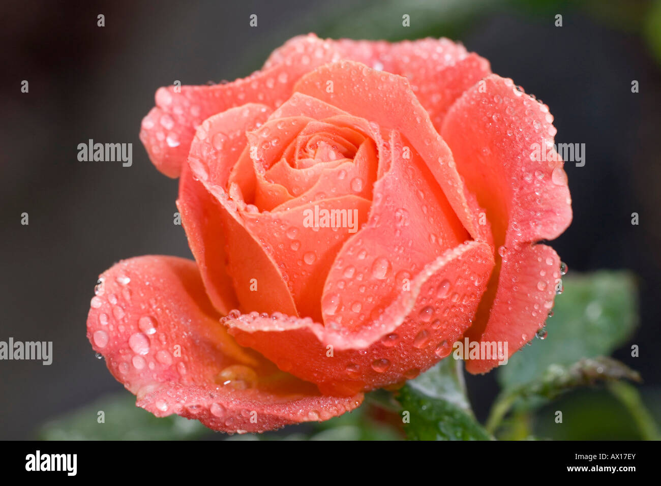 Red rose with waterdrops Stock Photo
