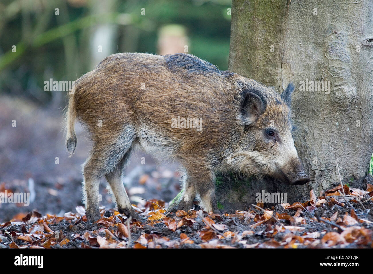 Wild Boar (Sus scrofa), Daun Zoo, Daun, Rhineland-Palatinate, Germany, Europe Stock Photo