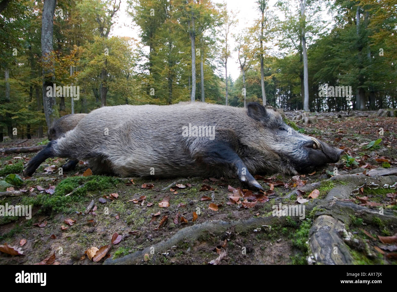 Male Wild Boar (Sus scrofa), Daun Zoo, Daun, Rhineland-Palatinate, Germany, Europe Stock Photo