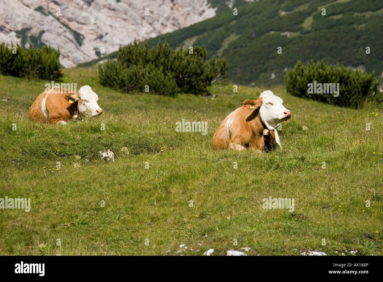 Cows In Italy Cows in pasture, Dolomites, Italian Alps, Italy, Europe Stock Photo - Alamy