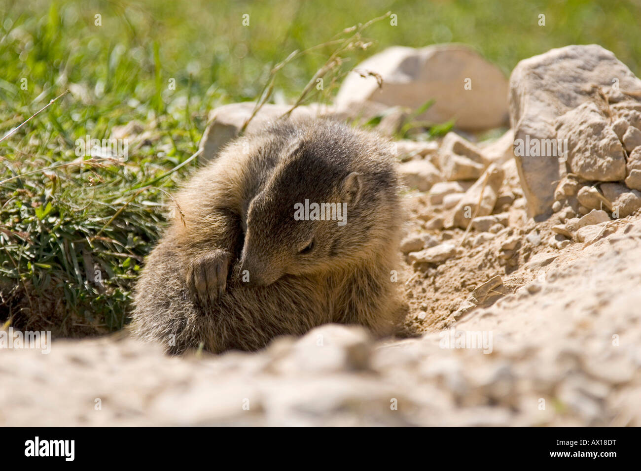 Marmot (Marmota) in front of its burrow, Dolomites, Italian Alps, Italy, Europe Stock Photo