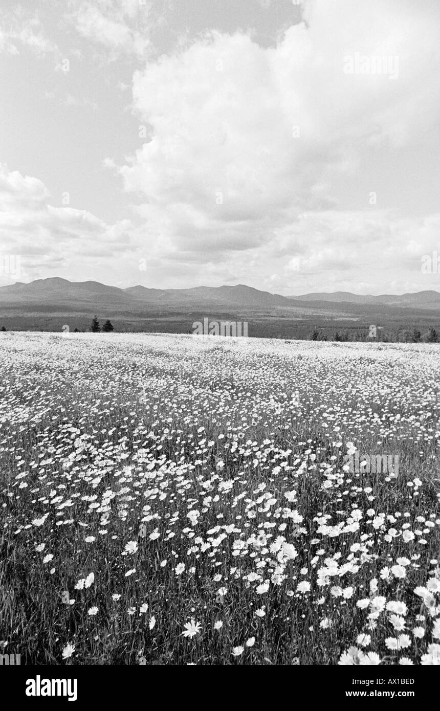 Spring landscape flowers meadow Black and White Stock Photos & Images ...