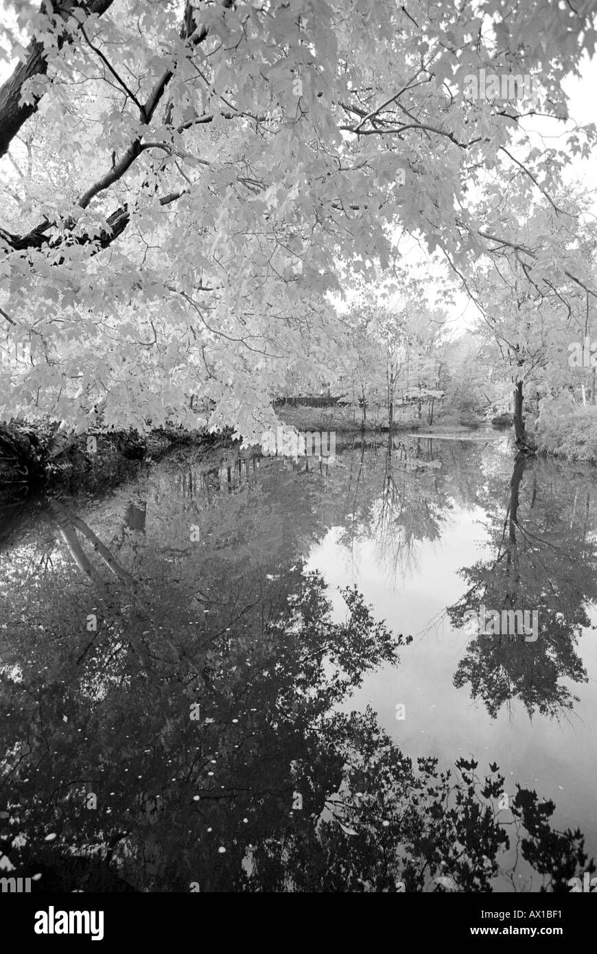 Forest pond nature landscape Black and White Stock Photos & Images - Alamy