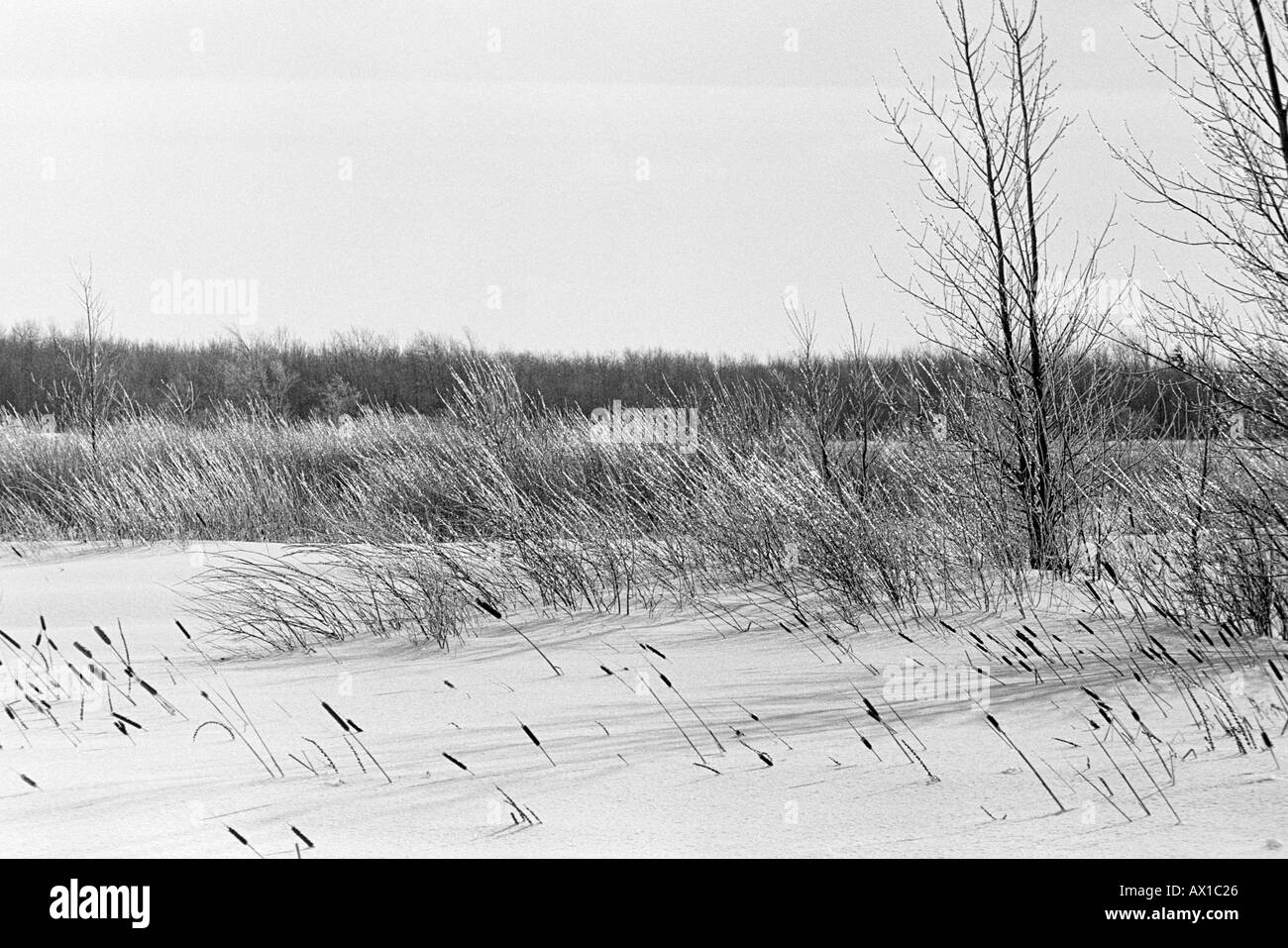 Meadow with tree Black and White Stock Photos & Images - Alamy