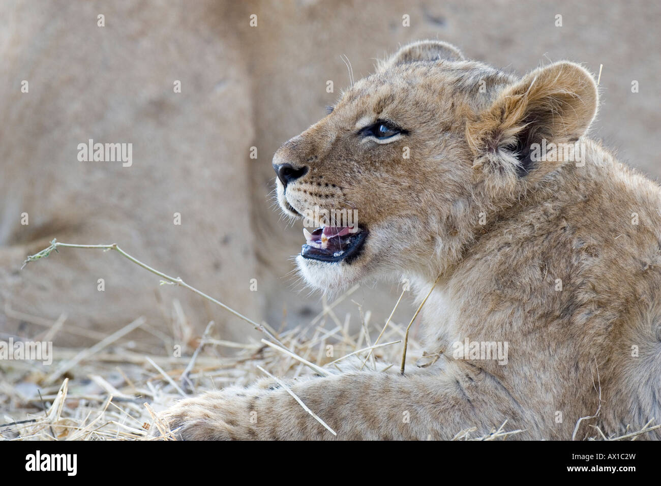 Lion cub (Panthera leo) devouring fresh kill, head portrait, Moremi Wildlife Reserve, Botswana, Africa Stock Photo