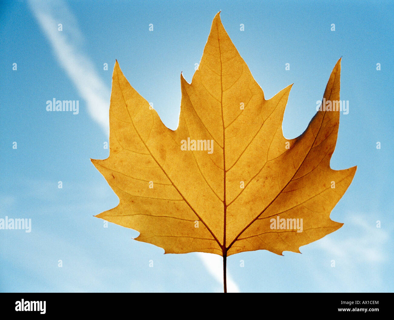 A brown leaf Stock Photo
