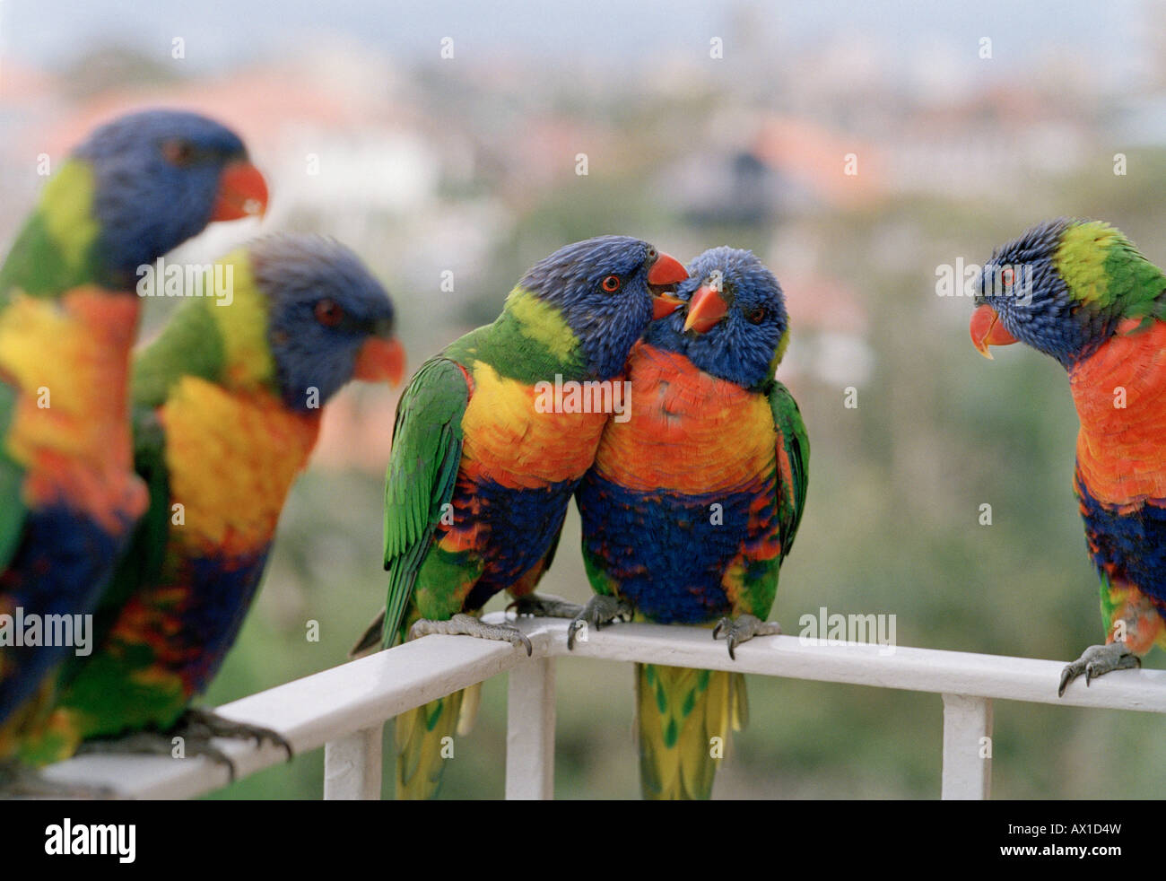 Close-up of five parrots, Rainbow Lorikeet, Trichoglossus haematodus Stock Photo