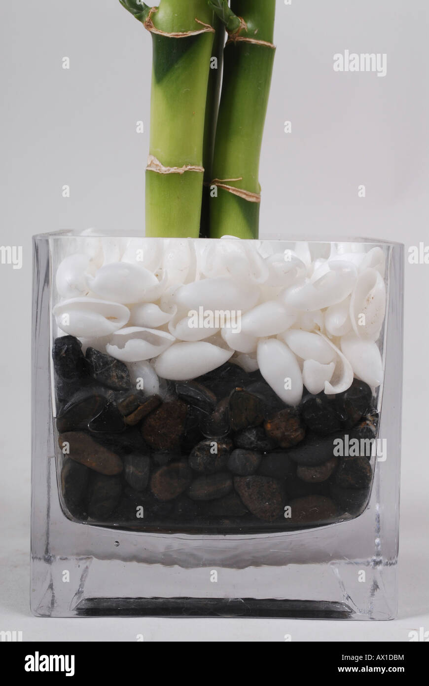 Plants in glass vase on white background Stock Photo Alamy