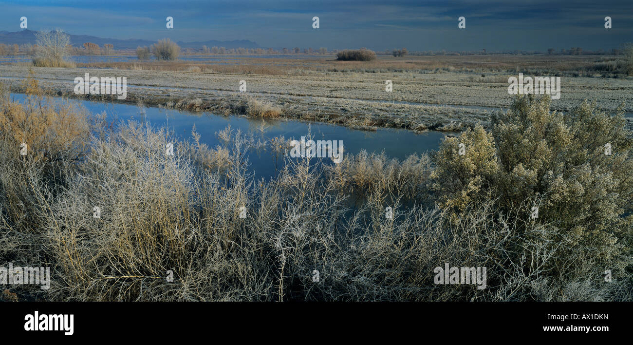 Bosque del apache hi-res stock photography and images - Alamy