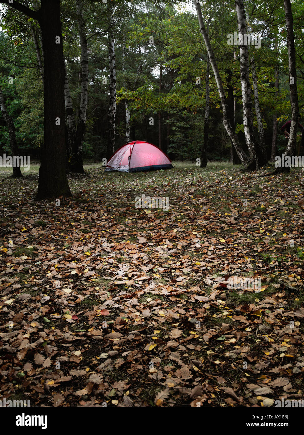 A tent in a forest Stock Photo - Alamy