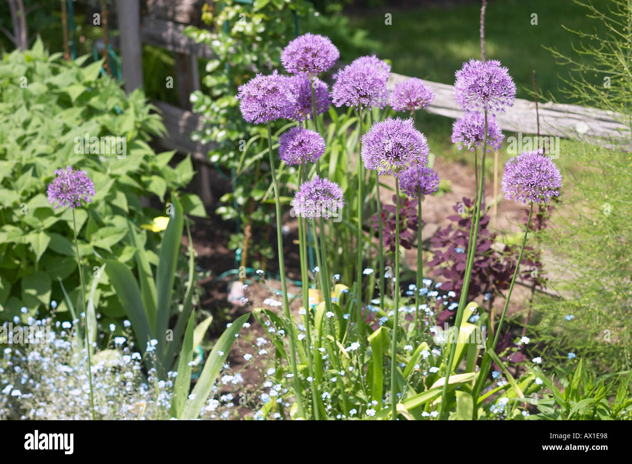 Purple chive flowers in garden Stock Photo Alamy
